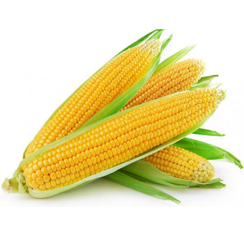 Corn Cob 3 pack - SYD